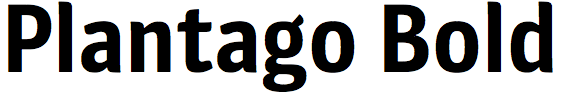 Plantago Bold