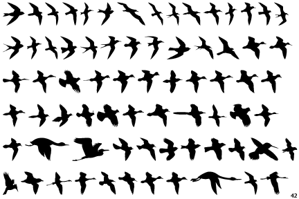 pictures of birds flying