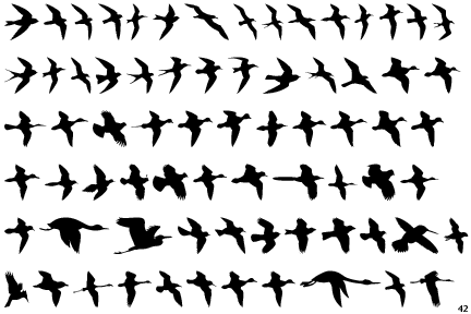 Birds Flying on Birds Flying